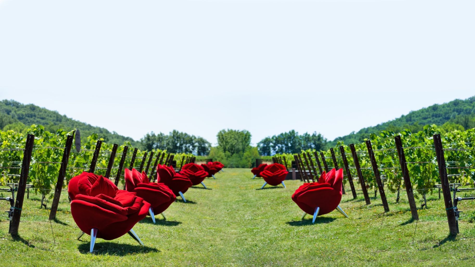   Rose Chair .&nbsp;Le poltrone richiamano la tradizione vitivinicola che voleva le piante di rosa all&rsquo;inizio dei filari. 