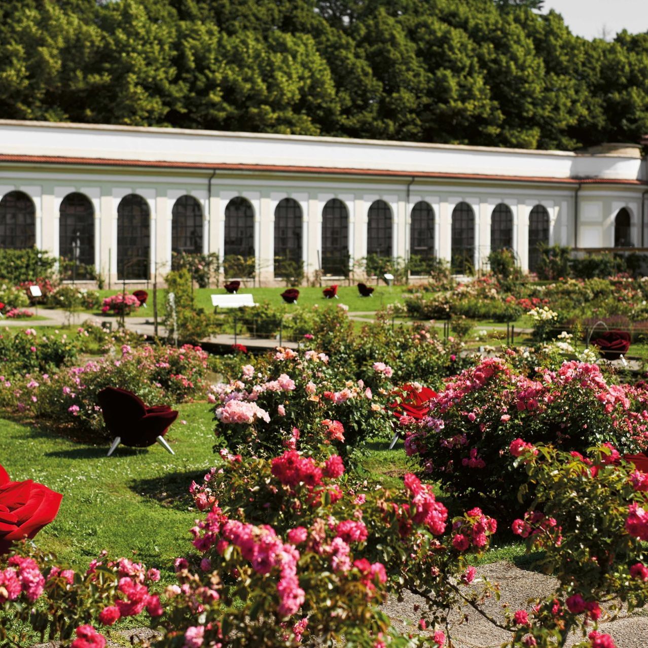   Rose Chair.  The armchairs flower among four thousand varieties of rose in the Avancorte opposite the Orangery. 
